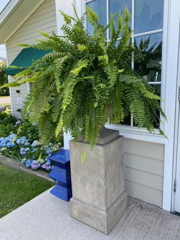EverGreen™ Varen - Frische Schönheit ohne Sorge!