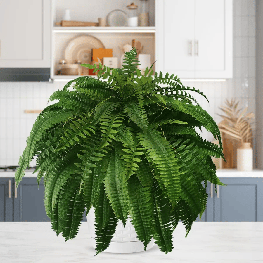 EverGreen™ Varen - Frische Schönheit ohne Sorge!