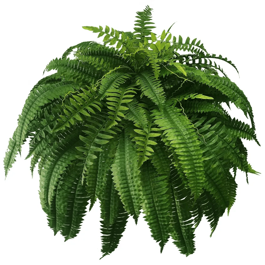 EverGreen™ Varen - Frische Schönheit ohne Sorge!