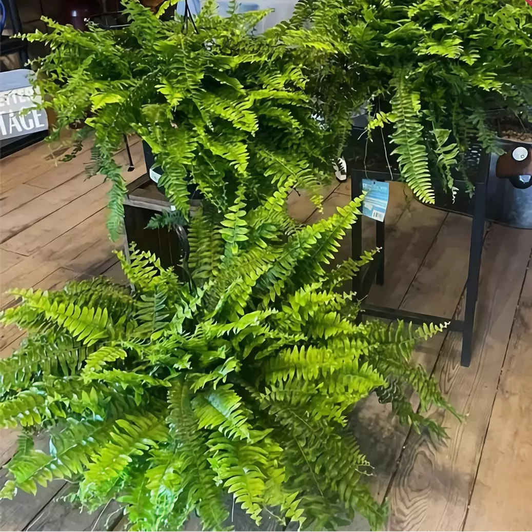 EverGreen™ Varen - Frische Schönheit ohne Sorge!
