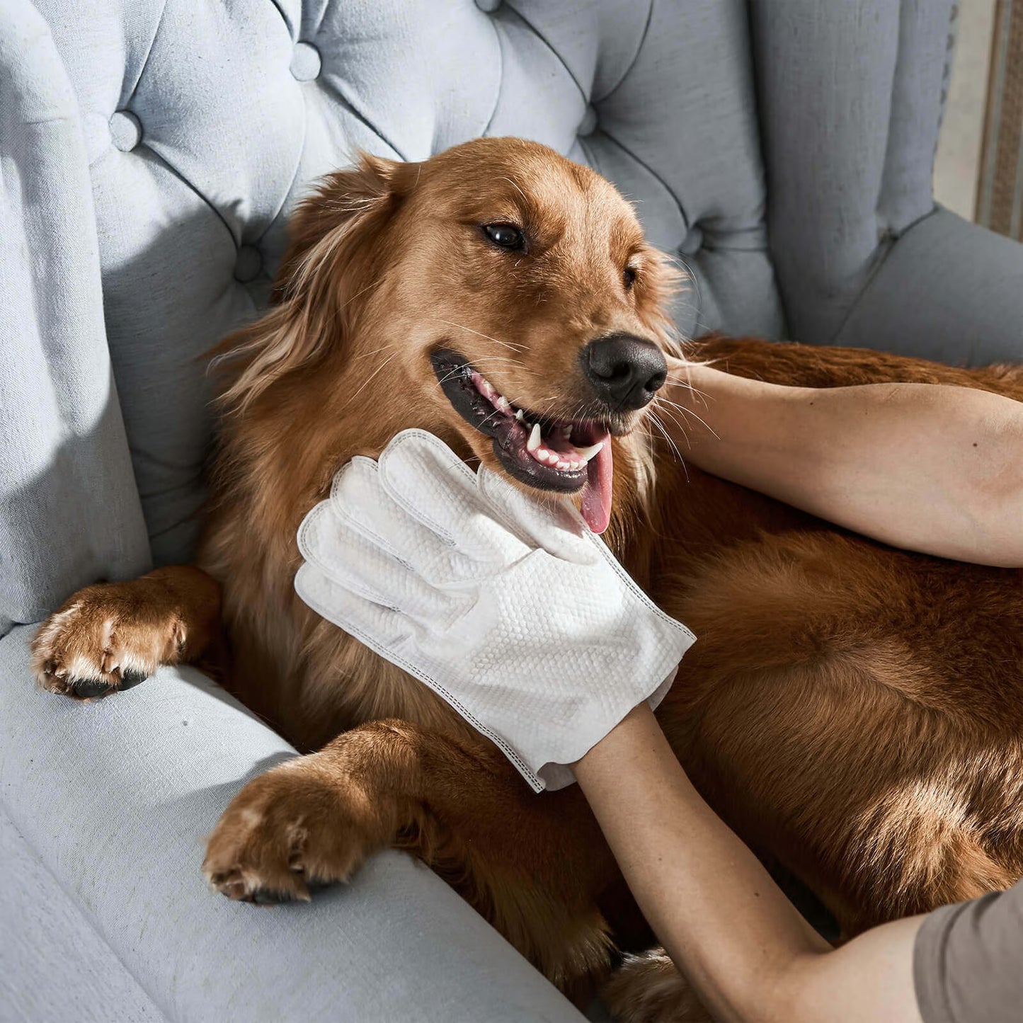 PawfectClean – Entdecken Sie ein perfekt sauberes Fell und einen Duft, der zum Wedeln einlädt.